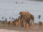 Filhote de elefante sobrevive a ataque de 14 leões em parque na África