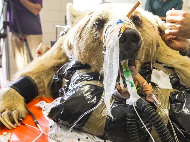 O urso Magno foi entubado e amarrado para poder ser operado (Foto: Jack Guez/AFP)