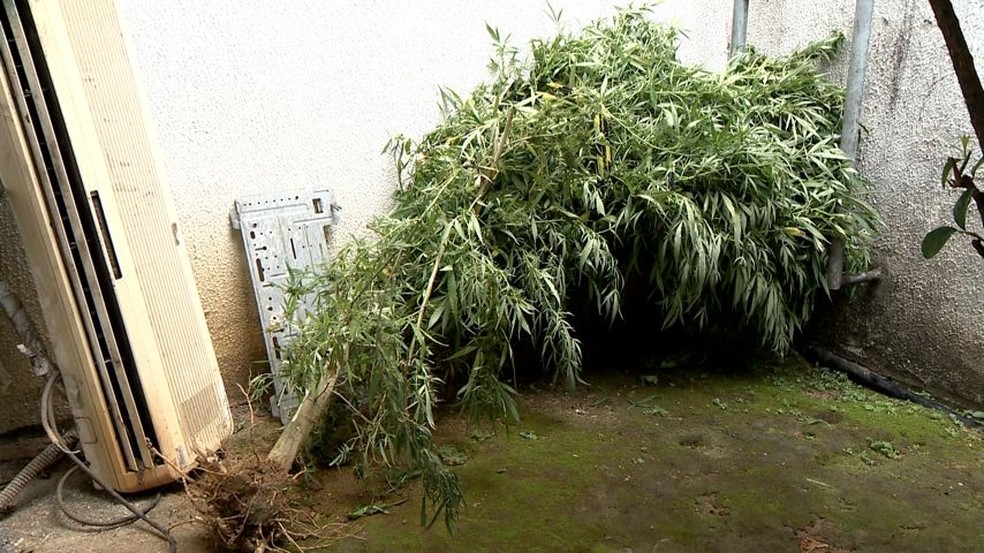Plantação de maconha foi descoberta pela polícia no quintal de uma casa (Foto: Reprodução/ TV Gazeta)