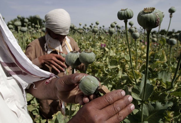 ONU  na CONTRAMÃO  DAS DROGAS - Informativo Afghanistan-opium_fran