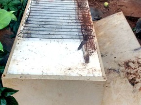 Agentes Encontram 100 Focos Do Mosquito Da Dengue Em Casa No Pr Norte E Noroeste G1