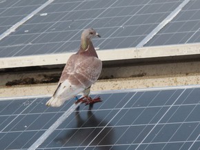 Pombo Correio Percorre 1 600 Km Da Espanha Ate O Brasil Natureza G1 Vendo casais de pombos correio com pedigree. g1 globo