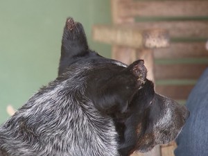 Dedetização planalto5 Moscas invadem áreas rural e urbana e atacam animais em Planalto Notícias