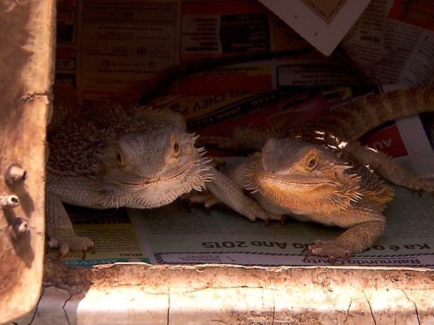 Animais silvestres e exóticos são apreendidos em casa na capital mineira (Foto: Reprodução/TV Globo)