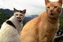 Gatos viram atração  em cidade de Taiwan (Wally Santana/AP)