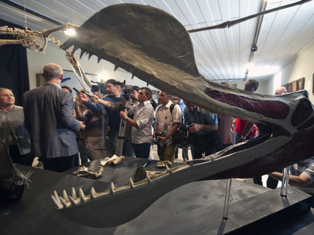 Detalhe do pterossauro encontrado no Nordeste (Foto: Vanderlei Almeida/ AFP Photo)