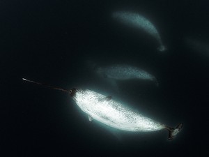 Grupo de baleias narval nada no Ártico próximo a fotógrafo (Foto: Divulgação/Daniel Botelho)