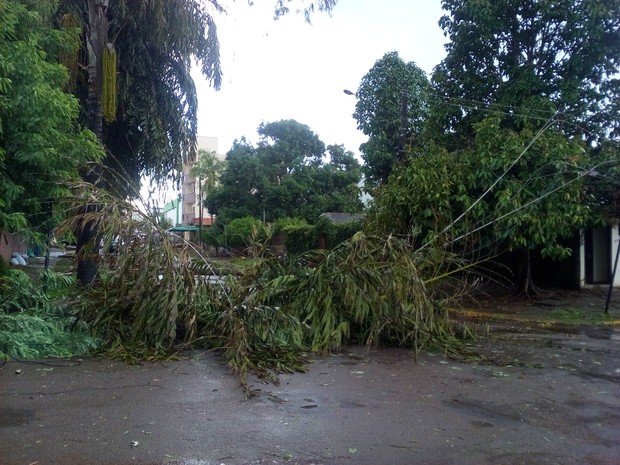 Árvore que caiu sobre a rede elétrica em Cacoal (Foto: Rogério Aderbal/ G1)