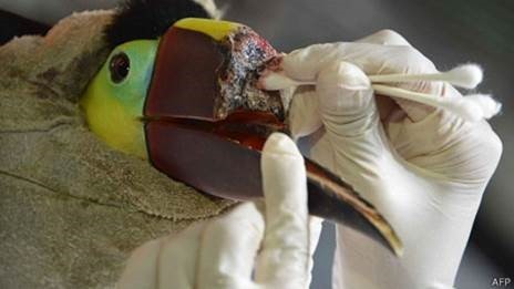 Tucanos usam seus bicos para comer e também para regular sua temperatura corporal (Foto: AFP/BBC)