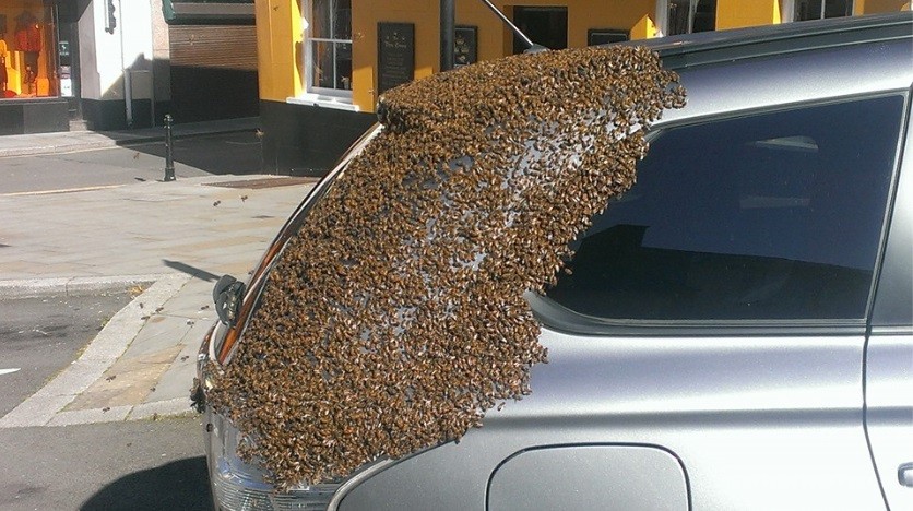 Cerca de 20 mil abelhas foram atraídas ao veículo