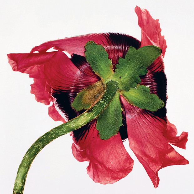 Single Oriental Poppy, de 1968 (Foto: © The Irving Penn Foundation, © Condé Nast Publications, Inc, Irving Penn e Reprodução)