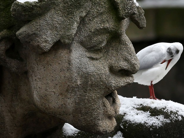 Gaivota parece 'conversar' com estátua em Dusseldorf, na Alemanha. (Foto: Martin Gerten/AFP) Gaivota parece 'conversar' com estátua em Dusseldorf, na Alemanha. (Foto: Martin Gerten/AFP)