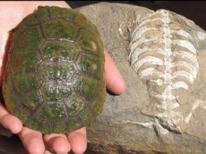 Comparação entre o casco de uma tartaruga moderna e o 'Eunotosaurus' (Foto: Luke Norton/Divulgação)