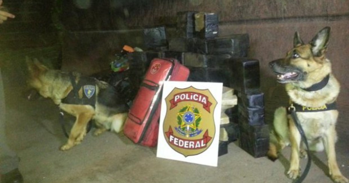 G1 Cães farejadores ajudam a encontrar 260 kg de cocaína em