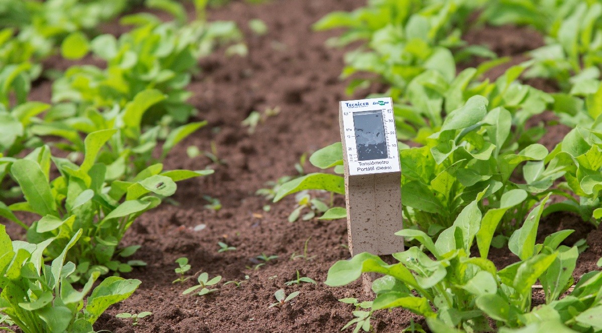 Sensores medem a umidade do solo e indicam ao produtor se é hora de irrigar (Foto: Divulgação/Embrapa)