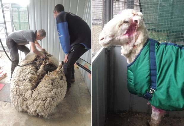 Australianos retiraram 42 kg de lã da ovelha (Foto: RSPCA/Reuters)