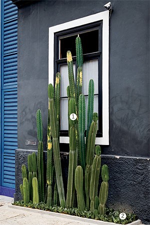 O cacto-mandacaru (1) traz beleza à fachada e está acomodado sobre a forração de espada-de-são-jorge anã (2). O cacto também protege a entrada de depredação por conta de seus espinhos (Foto: Casa e Jardim) O cacto-mandacaru (1) traz beleza à fachada e está acomodado sobre a forração de espada-de-são-jorge anã (2). O cacto também protege a entrada de depredação por conta de seus espinhos (Foto: Casa e Jardim)