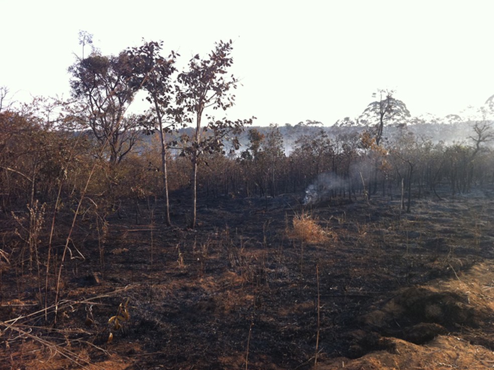 Área de cerrado queimada na Floresta Nacional de Brasília  (Foto: Káthia Mello/G1)