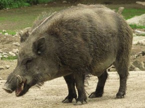 Brasil Autoriza Caca De Javali Europeu Para Conter Danos A Biodiversidade Natureza G1