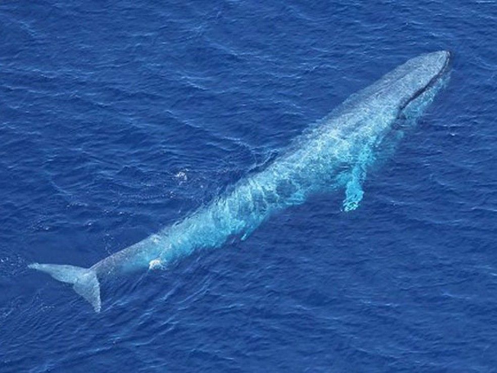 Imagem mostra baleia-azul (Foto: Divisão Antártica Australiana/AFP)