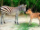 Filhote híbrido de zebra com jumento nasce em zoológico do México 
