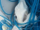 Tubarões são encontrados mortos em linha 'fantasma' dentro de santuário