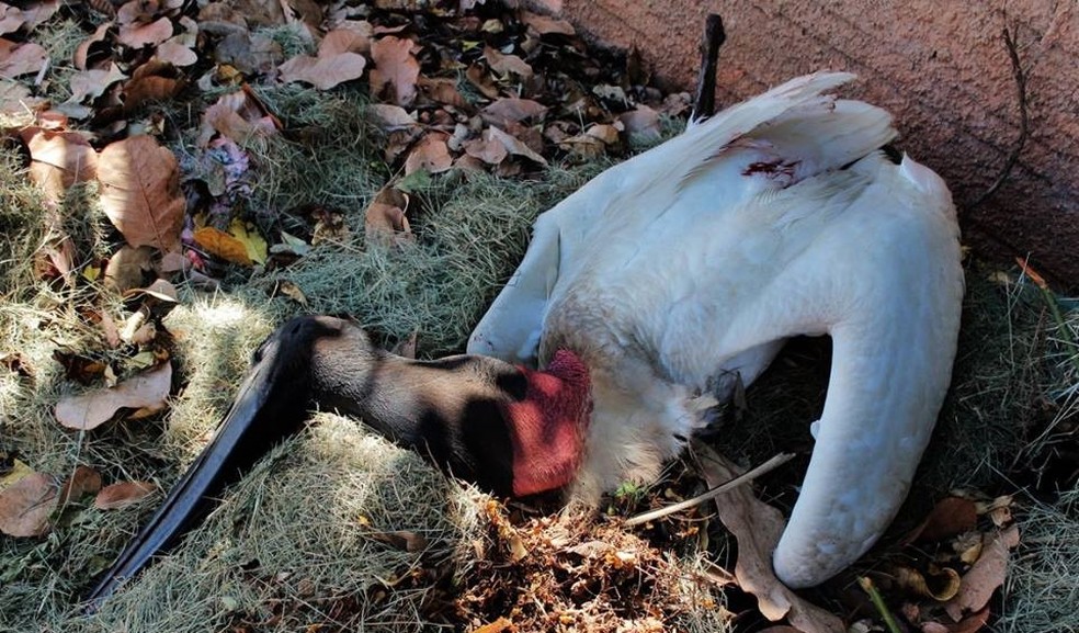 Tuiui morto em Pontal do Araguaia  considerado a ave smbolo do Pantanal (Foto: Edevilson Arneiro)