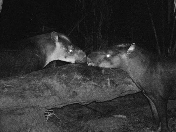 Exemplares de 'Tapirus kabomani' flagrados na floresta com armadilha fotográfica (Foto: 'Journal of Mammalogy'/Mario Cozzuol)