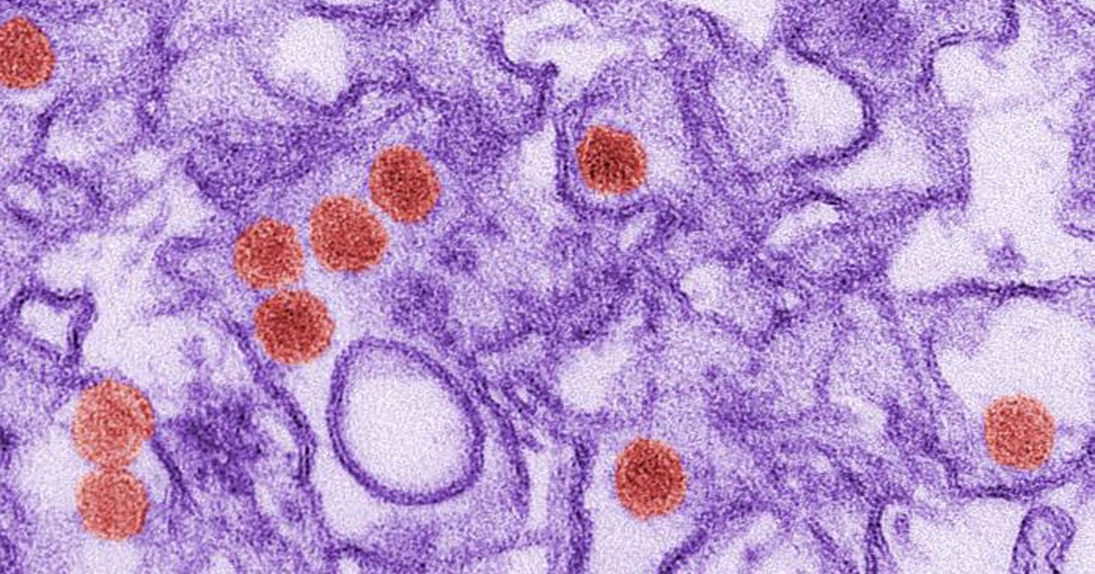 Zika pode ficar no corpo mais tempo do que se pensava, segundo cientistas