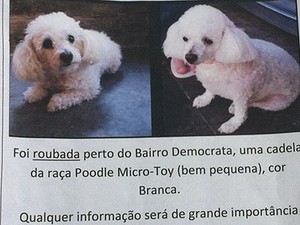 Caso cachorra Juiz de Fora (Foto: Marina Proton/G1)