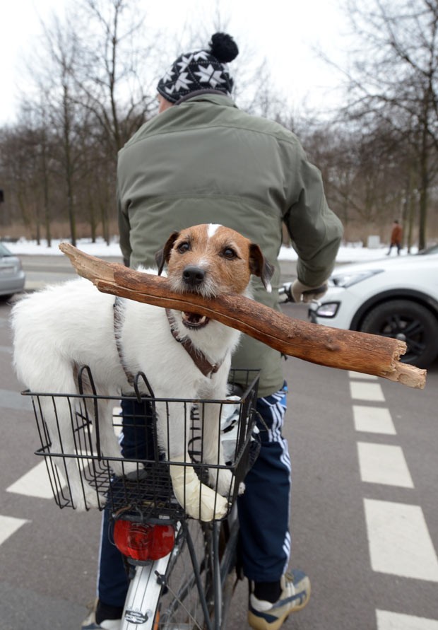 O animal estava brincando com um pedaço de madeira (Foto: Rainer Jensen/AFP)