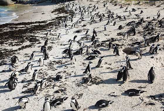 Milhares de pinguins fizeram da praia Boulders sua nova morada desde 1982 (Foto: © Haroldo Castro/Época)