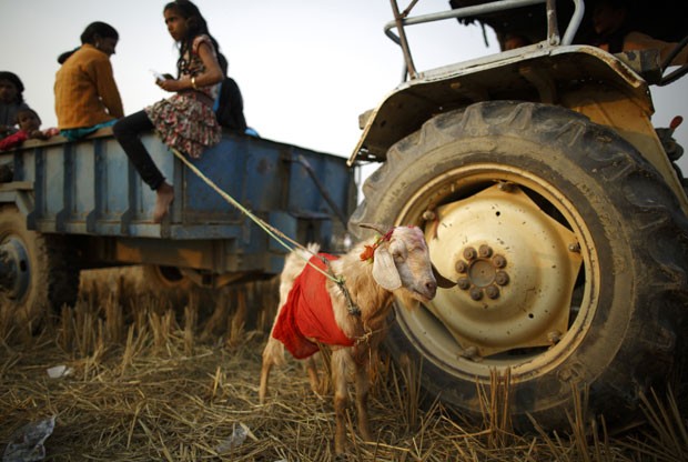 Cabra que será usada em sacrifício é vista presa a veículo no Nepal na noite desta quinta-feira (27) (Foto: Navesh Chitrakar/Reuters)