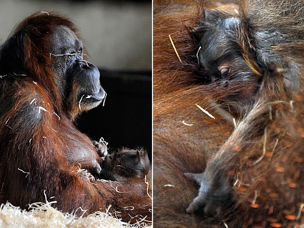 Orangotango 2 (Foto: Jean-Christophe Verhaegen/AFP)
