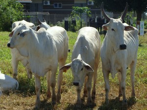 Oferta restrita e grande demanda devem impulsionar preço da arroba do boi em MS, diz Famasul (Foto: Anderson Viegas/G1 MS)