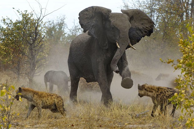 Fotógrafo flagra elefanta defendendo filhotes contra hienas (Foto: Jayesh Mehta/Caters)