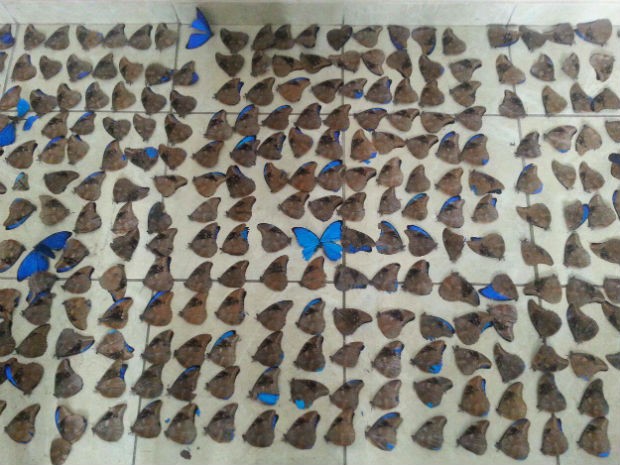 Polícia Ambiental deteve três pessoas com mais de 1,1 mil borboletas mortas (Foto: Divulgação/Polícia Ambiental)