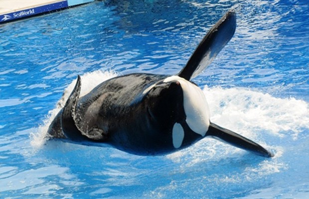  A orca Tilikum faz nesta quarta-feira (30) seu primeiro show no SeaWorld, em Orlando, na Flórida, mais de um ano depois de ter matado sua treinadora, Dawn Brancheau, de 40 anos. (Foto: Reuters)