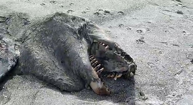 Reprodução de vídeo publicado na internet mostra carcaça encontrada em praia da Nova Zelândia (Foto: Reprodução/Elizabeth Ann/YouTube)