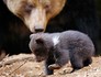 Filhotes de urso nascem na Alemanha (Frank Bietau/AP)