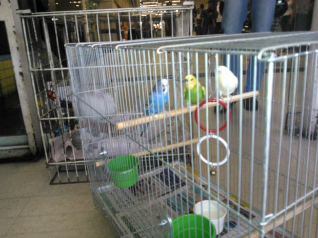 Animais são recolhidos de pet shop após denúncia de maus-tratos (Foto: Ana Paula Yabiku/G1)