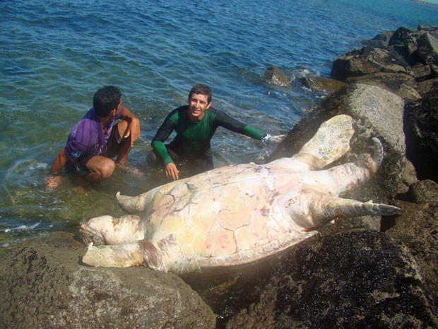 Tartaruga com cerca de 80 quilos é encontrada morta em praia de Olinda (Foto: Divulgação / Adriano Artoni)