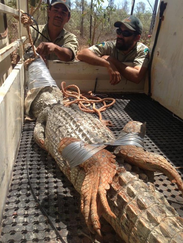 G Crocodilo De Metros Capturado Em Praia Popular Na Austr Lia