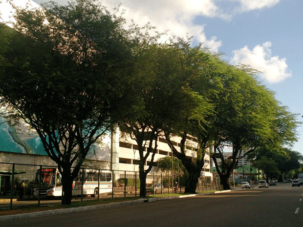Cinco árvores serão retiradas na Avenida Senador Salgado Filho, em Natal (Foto: Divulgação/Semsur)