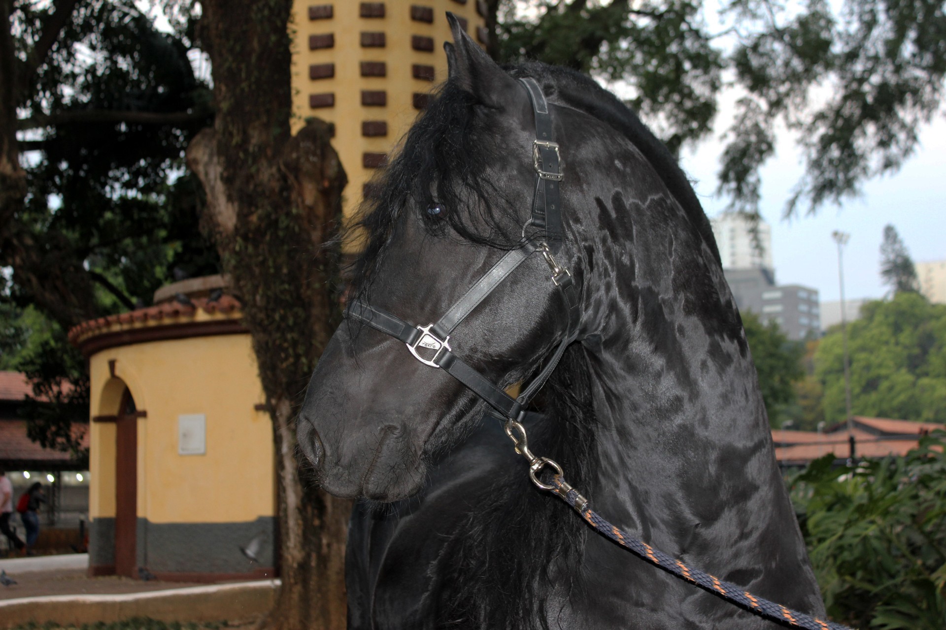 Material do cavalo em trabalho: equipamento do cavalo