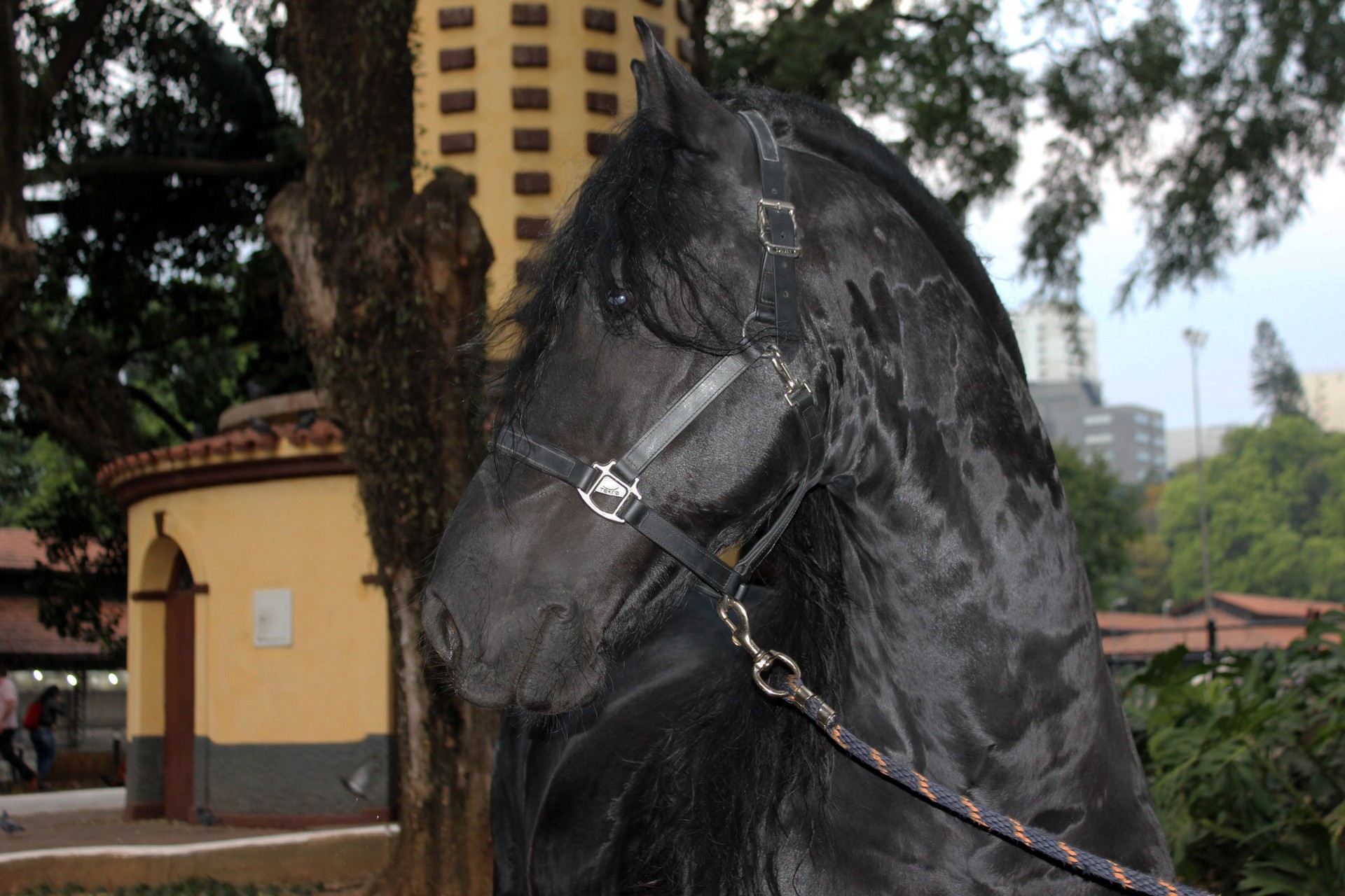 Eu acho os frísios lindos! Quais outras raças de cavalos que vocês