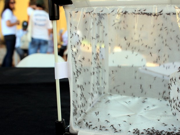 Mosquitos geneticamente modificados são expostos em Piracicaba (Foto: Rodrigo de Proença Guidi/Secretaria de Saúde)