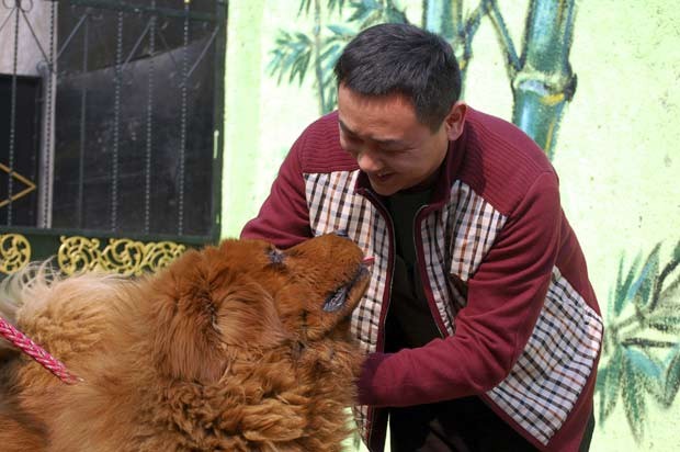 Em 2011, um bilionário chinês pagou US$ 1,52 milhão (cerca de R$ 3,1 milhões) por um cão da raça mastim tibetano chamado ‘Hong Dong’. O cachorro adquirido pelo empresário identificado por Yang, que mora em Qingdao, na província de Shandong (China), é o mais caro do mundo (Foto: AP)