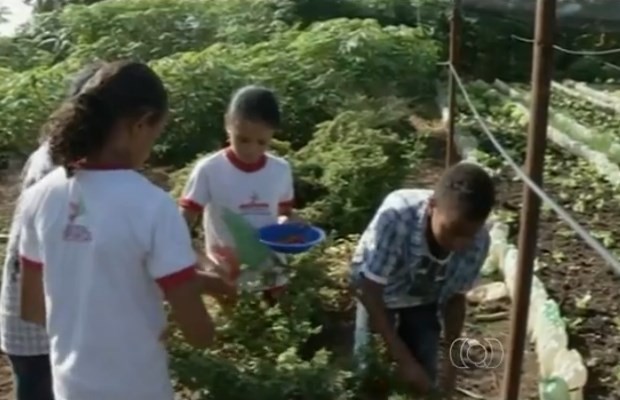 Alunos colhem frutos de horta escolar em Uruaçu, Goiás (Foto: Reprodução/ TV Anhanguera)