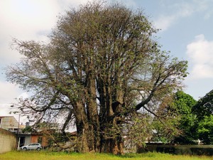 Baobá do Poeta é uma espécie rara no Brasil e tem 19 metros de altura e 6 metros de diâmetro (Foto: Ricardo Araújo/G1)